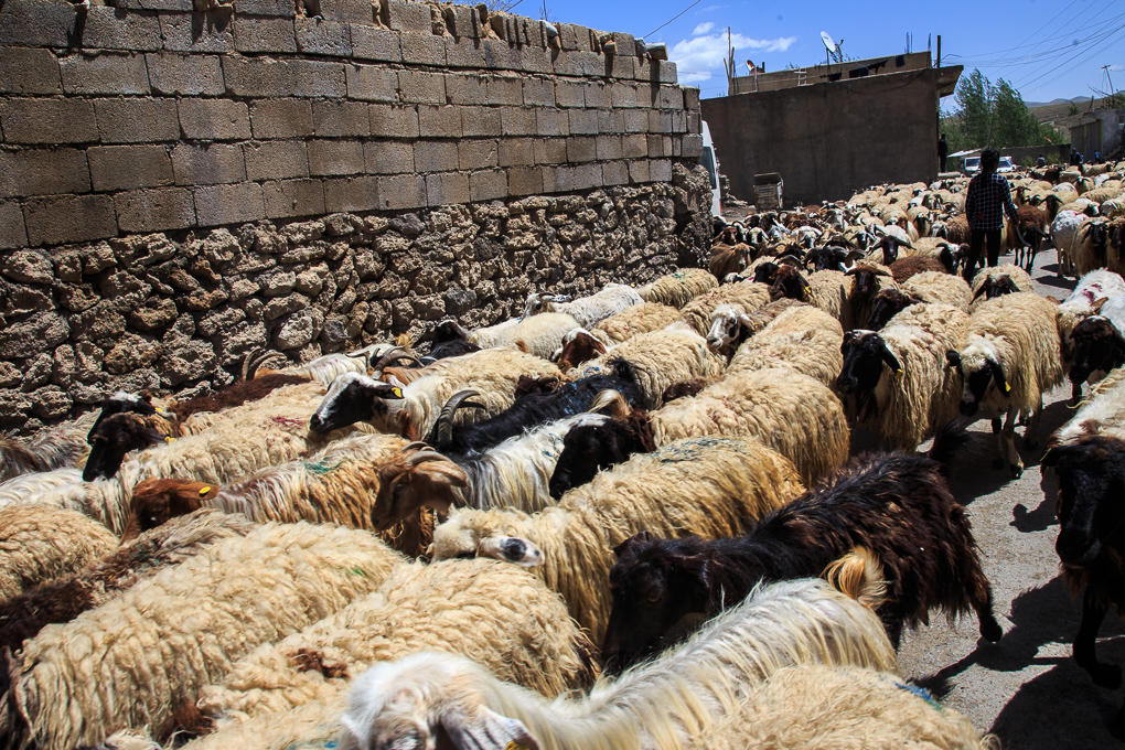 Başkale (Adamakert)